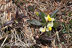 F183761: Buchsblättrige Kreuzblume (Polygala chamaebuxus)