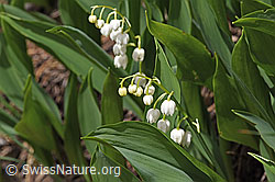 F183769: Maiglöckchen (Convallaria majalis)