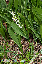 F183772: Maiglöckchen (Convallaria majalis)