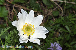 F183776: Weisse Alpen-Anemone (Pulsatilla alpina)