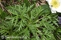 F183777: Weisse Alpen-Anemone (Pulsatilla alpina)