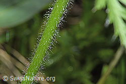 F183780: Weisse Alpen-Anemone (Pulsatilla alpina)