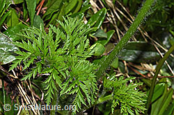 F183781: Weisse Alpen-Anemone (Pulsatilla alpina)