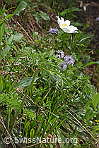 F183782: Weisse Alpen-Anemone (Pulsatilla alpina)