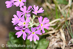 Mehl-Primel (Primula farinosa) (19.06.2021, F183785)