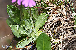 Mehl-Primel (Primula farinosa) (F183786) Mehl-Primel (Primula farinosa) (F183786)