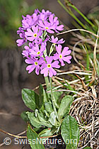Mehl-Primel (Primula farinosa) (19.06.2021, F183788)