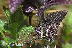 F183803: Alpenhelm (Bartsia alpina)