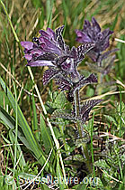 F183804: Alpenhelm (Bartsia alpina)