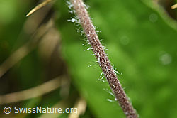 Alpenmasslieb (Aster bellidiastrum) (F183811)