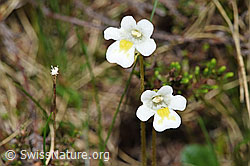 Alpen-Fettblatt (Pinguicula alpina) (19.06.2021, F183814)