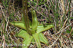 F183815: Alpen-Fettblatt (Pinguicula alpina)