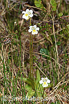 Alpen-Fettblatt (Pinguicula alpina) (19.06.2021, F183818)