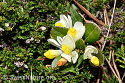 Buchsblättrige Kreuzblume (Polygala Chamaebuxus) (F183822)
