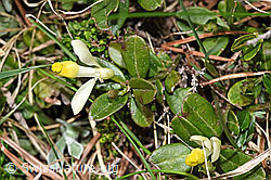 Buchsblättrige Kreuzblume (Polygala Chamaebuxus) (F183827)