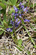 F183828: Voralpen-Kreuzblume (Polygala alpestris)