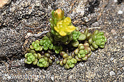 Alpen-Mauerpfeffer (Sedum alpestre) (F183838)