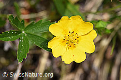 Gold-Fingerkraut (Potentilla aurea) (19.06.2021, F183842)