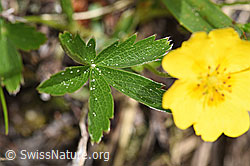 Gold-Fingerkraut (Potentilla aurea) (F183843)