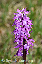 Männliches Knabenkraut (Orchis mascula) (F183846)
