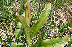 Männliches Knabenkraut (Orchis mascula) (F183847)