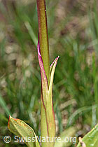 Männliches Knabenkraut (Orchis mascula) (F183849)