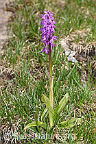 Männliches Knabenkraut (Orchis mascula) (F183850)