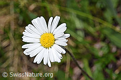 Alpenmasslieb (Aster bellidiastrum) (F183852)