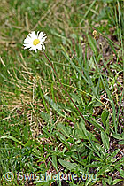 Alpenmasslieb (Aster bellidiastrum) (F183856)