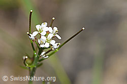 F183868: Wald-Schaumkraut (Cardamine flexuosa)