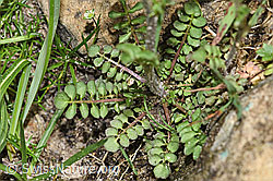 F183869: Wald-Schaumkraut (Cardamine flexuosa)