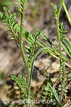 Wald-Schaumkraut (Cardamine flexuosa) (F183872)