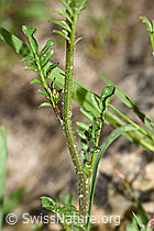 F183873: Wald-Schaumkraut (Cardamine flexuosa)