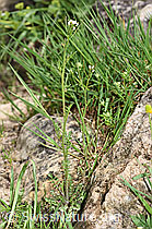 F183875: Wald-Schaumkraut (Cardamine flexuosa)
