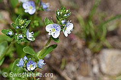 F183895: Quendel-Ehrenpreis (Veronica serpyllifolia)