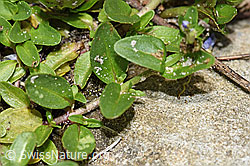 Quendel-Ehrenpreis (Veronica serpyllifolia) (F183896)
