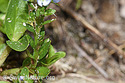 Quendel-Ehrenpreis (Veronica serpyllifolia) (F183897)