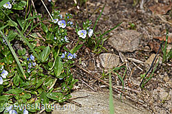 F183899: Quendel-Ehrenpreis (Veronica serpyllifolia)