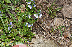 Quendel-Ehrenpreis (Veronica serpyllifolia) (F183900)