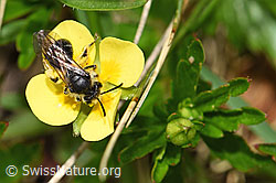 Gewöhnliche Zwergsandbiene (Andrena minutula) auf Blutwurz (Potentilla erecta) (F183906)