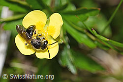 Gewöhnliche Zwergsandbiene (Andrena minutula) auf Blutwurz (Potentilla erecta) (19.06.2021, F183907)