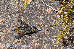 Bergbremse (Hybomitra auripila) (19.06.2021, F183918)