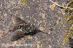 Bergbremse (Hybomitra auripila) (19.06.2021, F183920)