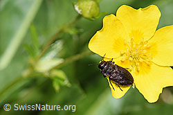 Schweizer Prachtkäfer (Anthaxia helvetica) auf Gold-Fingerkraut (Potentilla aurea) (19.06.2021, F183927)