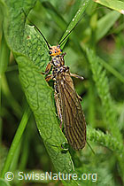 F183955: Grosse Perlensteinfliege (Perla grandis)