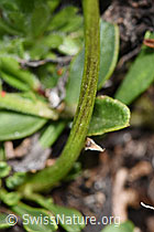 Herzblättrige Kugelblume (Globularia cordifolia) (F183989)