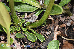 Herzblättrige Kugelblume (Globularia cordifolia) (F183991)
