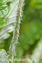 Bewimperter Mannsschild (Androsace chamaejasme) (F183996)