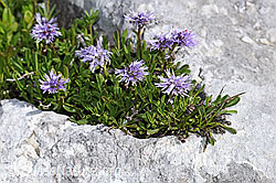 Herzblättrige Kugelblume (Globularia cordifolia) (F184001)