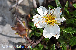 Silberwurz (Dryas octopetala) (F184004)